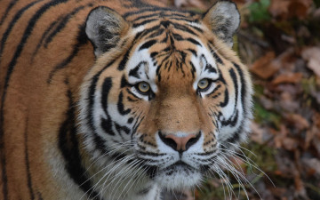 Картинка животные тигры взгляд амурский тигр шерсть морда