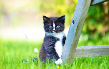 Картинка животные коты малыш трава взгляд боке котёнок