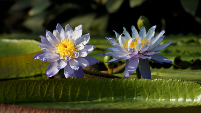Обои картинки фото цветы, лилии водяные,  нимфеи,  кувшинки, пруд, листья, кувшинки, вода