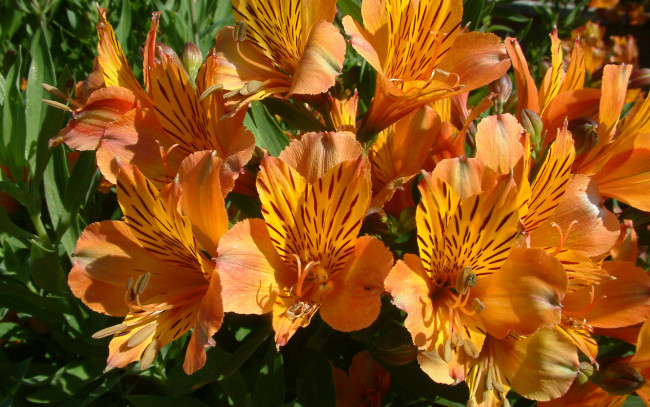 Обои картинки фото цветы, альстромерия, альстрёмерия, оранжевые