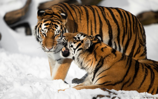 Обои картинки фото животные, тигры, снег, двое