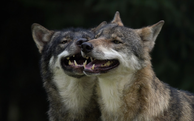 Обои картинки фото животные, волки,  койоты,  шакалы, хищники, пара