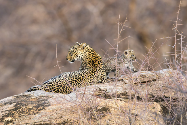 Обои картинки фото животные, леопарды, африка, кения, самбуру, леопард