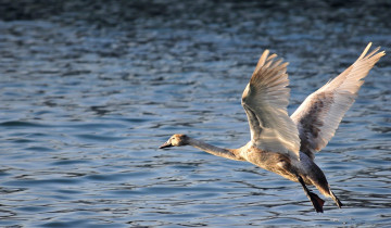 Картинка животные лебеди вода полет лебедь