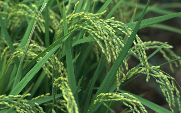 Картинка природа поля поле рис
