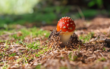 Картинка природа грибы мухомор