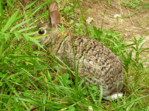 Картинка животные кролики зайцы трава леро кролик