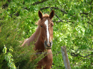 Картинка животные лошади лошадь зелень