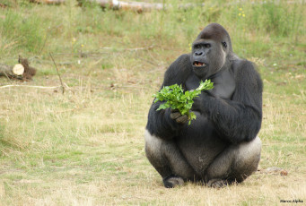 Картинка животные обезьяны горила