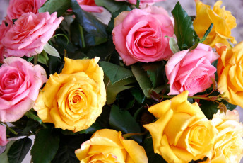 Картинка цветы розы желтый розовый