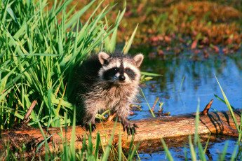 обоя raccoon, животные, еноты, ракоед, енот, река, бревно, трава