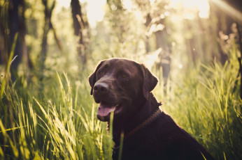 Картинка животные собаки морда трава взгляд