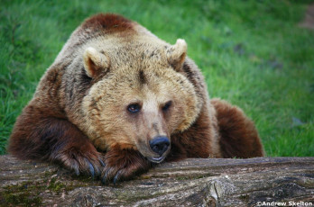 Картинка животные медведи бурый отдых грусть