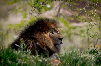 Картинка животные львы царь отдых грива