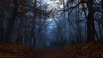 Картинка 3д графика nature landscape природа ночь лес осень