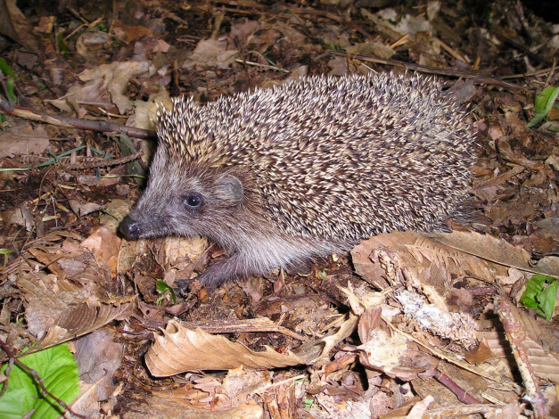 Обои картинки фото животные, ежи, nature, autumn, hedhog