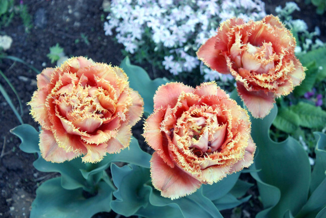 Обои картинки фото цветы, тюльпаны, оранжевый, бахрома