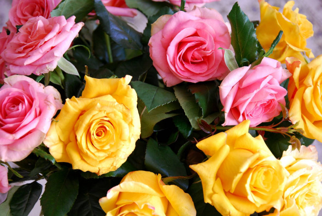 Обои картинки фото цветы, розы, желтый, розовый