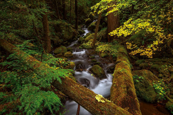 Картинка природа реки озера лес осень брёвна камни речка