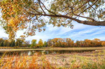 Картинка природа реки озера дерево вода осень