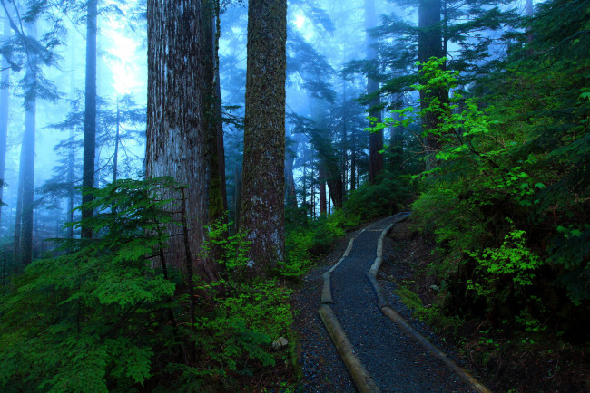 Обои картинки фото природа, дороги, туман, дорога, деревья, лес
