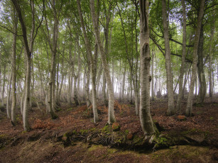 Картинка природа лес осины
