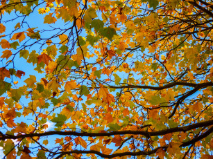 Картинка природа листья небо дерево ветки осень