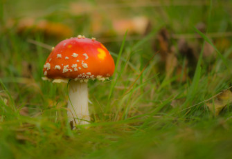 Картинка природа грибы +мухомор трава гриб мухомор