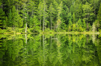 Картинка природа реки озера лес деревья отражение озеро