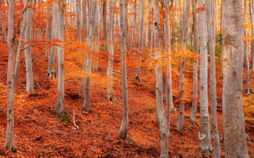 Картинка природа лес деревья испания сарагоса природный парк дехеса де монкайо осень листья склон осина