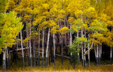 Картинка природа лес роща осень
