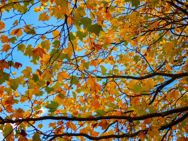 Обои картинки фото природа, листья, небо, дерево, ветки, осень