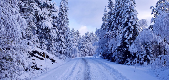 Обои картинки фото природа, зима, снег, лес, дорога, синева, ели, деревья