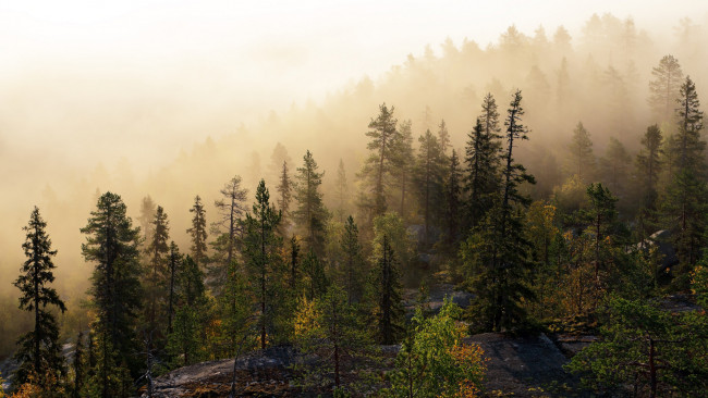 Обои картинки фото природа, лес, склон, ели, туман