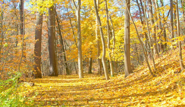 Обои картинки фото природа, лес, деревья, осень, листья, склон, дорога