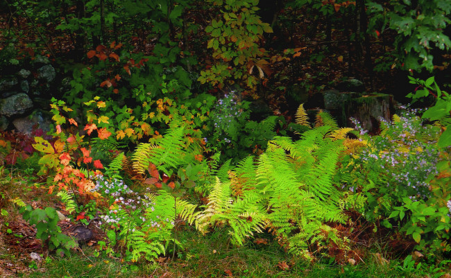 Обои картинки фото природа, лес, осень, листья, цветы, растения, деревья
