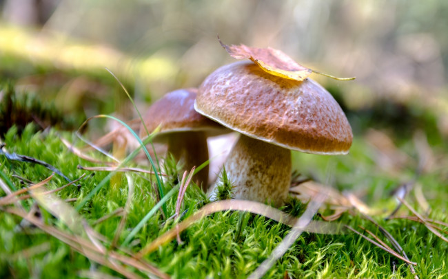 Обои картинки фото природа, грибы, осень, боровик, мох, макро, листок