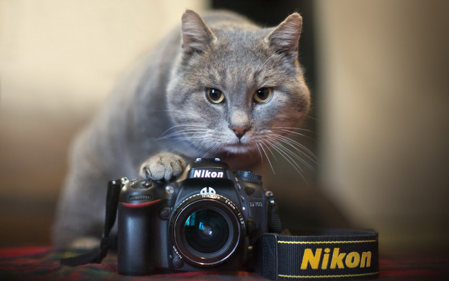 Обои картинки фото бренды, nikon, кошка, камера