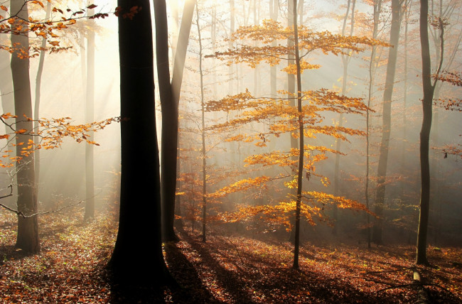 Обои картинки фото природа, лес, лучи, туман, деревья, листья, осень