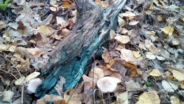 Картинка коряга природа листья осень синий цвет лес