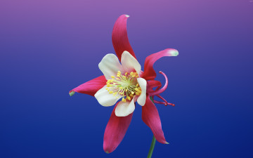 Картинка цветы аквилегия+ водосбор цветок