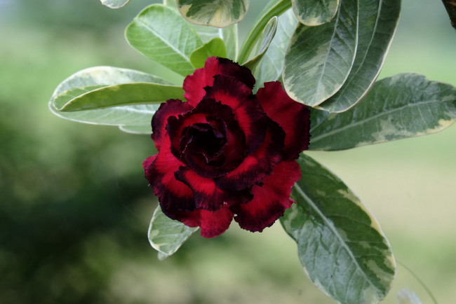 Цветок пустынная роза фото и описание