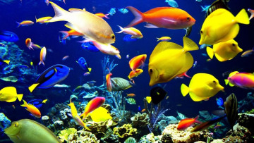 Картинка животные рыбы рыбки кораллы