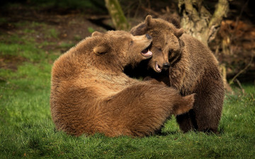 Картинка животные медведи два бурый гризли кодьяк животное хищник млекопитающее хордовые