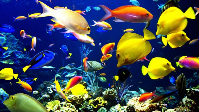 Обои картинки фото животные, рыбы, рыбки, кораллы