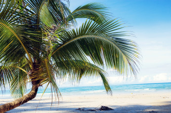 обоя природа, тропики, море, пляж, пальма