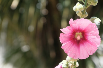 Картинка цветы мальвы розовая мальва боке