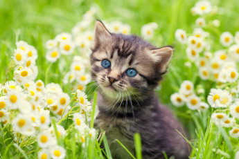Картинка котёнок животные коты комочек