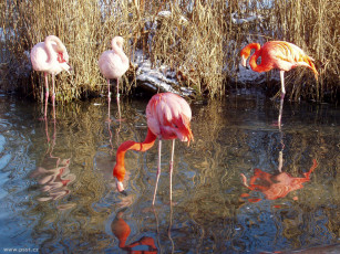 обоя розовый, фламенго, животные, фламинго