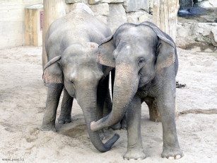 обоя слоники, животные, слоны